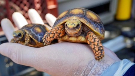 ¡Qué belleza! Corantioquia suma más de 100 animales rehabilitados y devueltos a su hábitat
