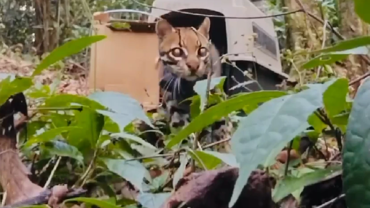 Video| ¡Qué hermoso! Liberaron un ocelote en el norte de Antioquia
