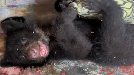 oso-bebe-rescatado-corantioquia