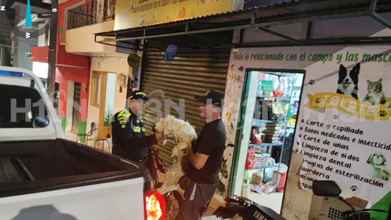 perrito recibio machetazo en San Luis Antioquia 2