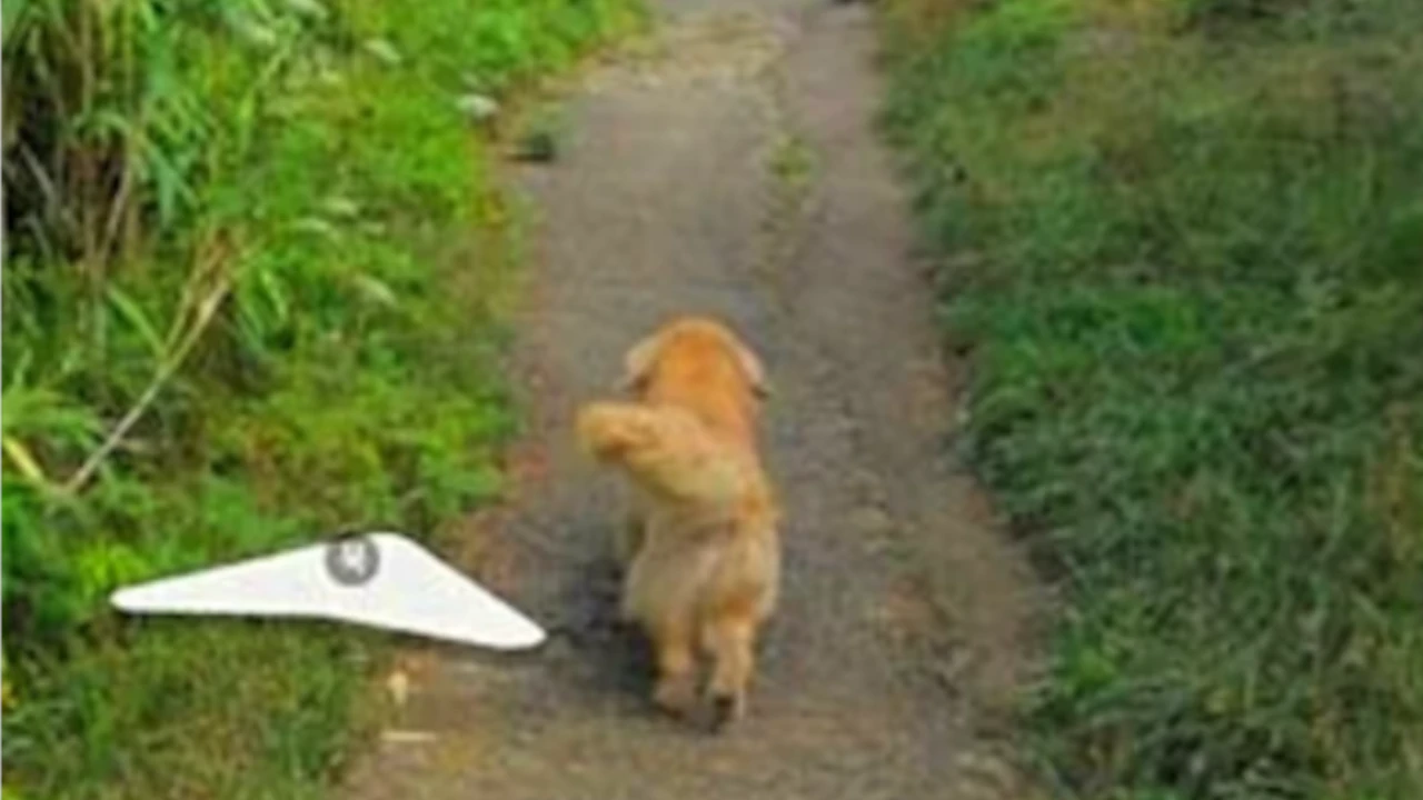 perrito2