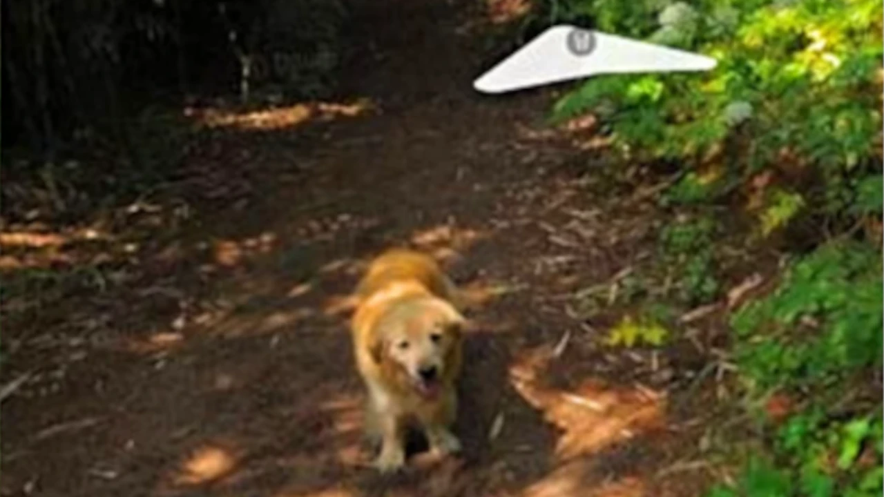 perrito3