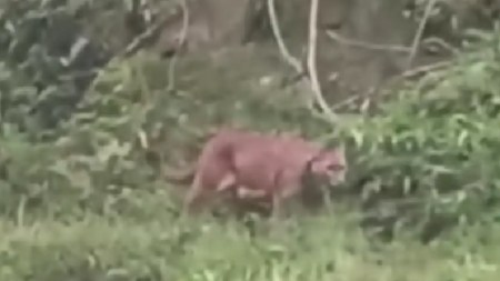 Video| ¡Precioso! Un puma concolor fue captado en video por un campesino en La Unión