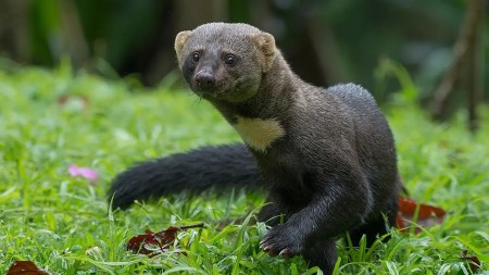 ¡Que belleza! Captaron en video a una tayra en zona rural de Cocorná