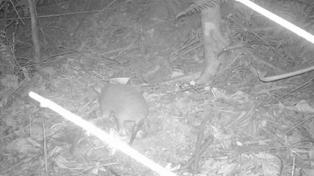 ¡Que-bonito-En-un-area-protegida-de-Sabaneta-fue-observado-un-armadillo-coletrapo