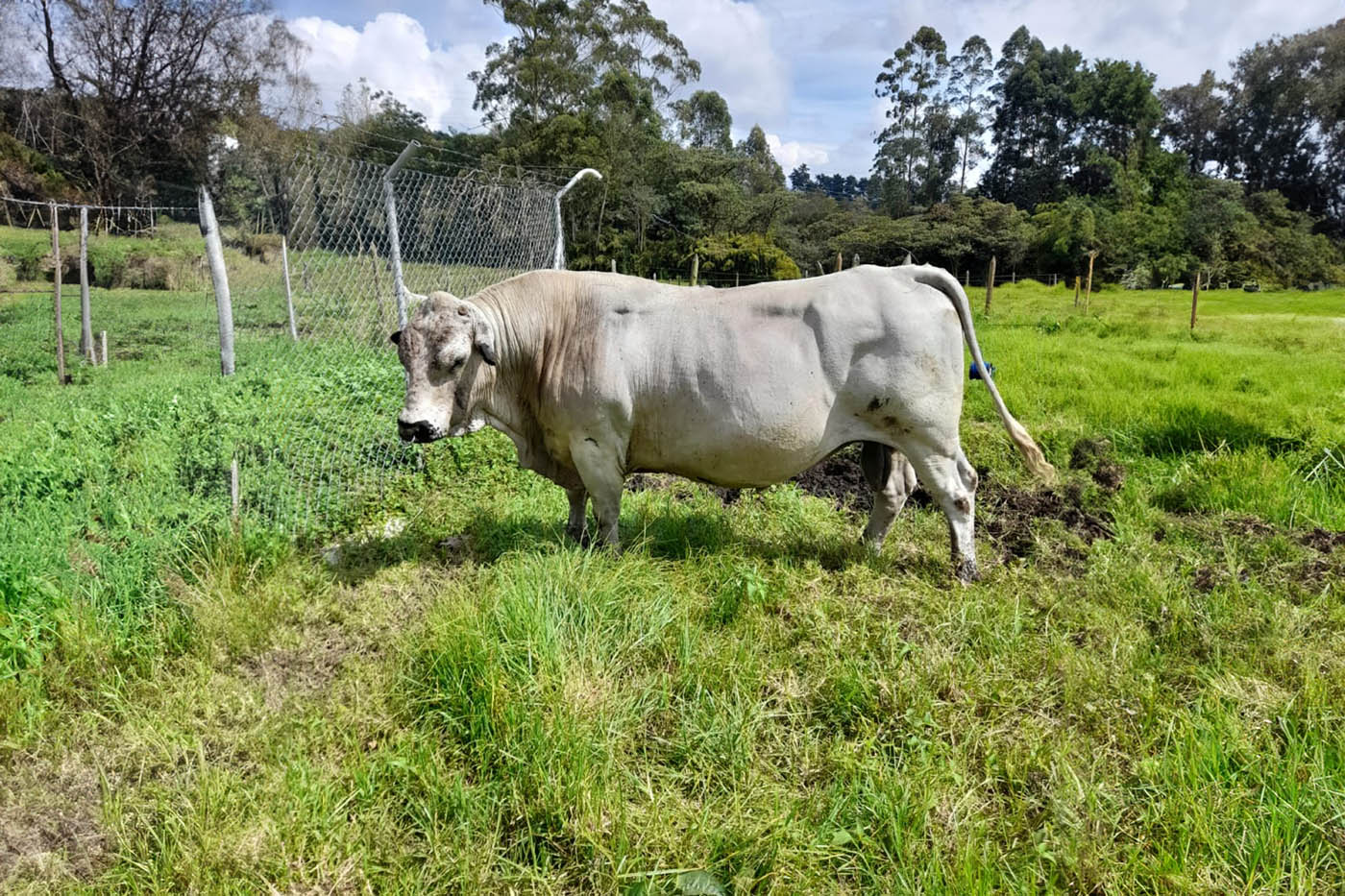 Campeón