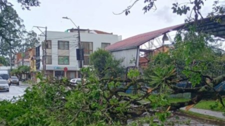 Arbol caido por las lluvias obstaculiza via en barrio El Porvenir de Rionegro