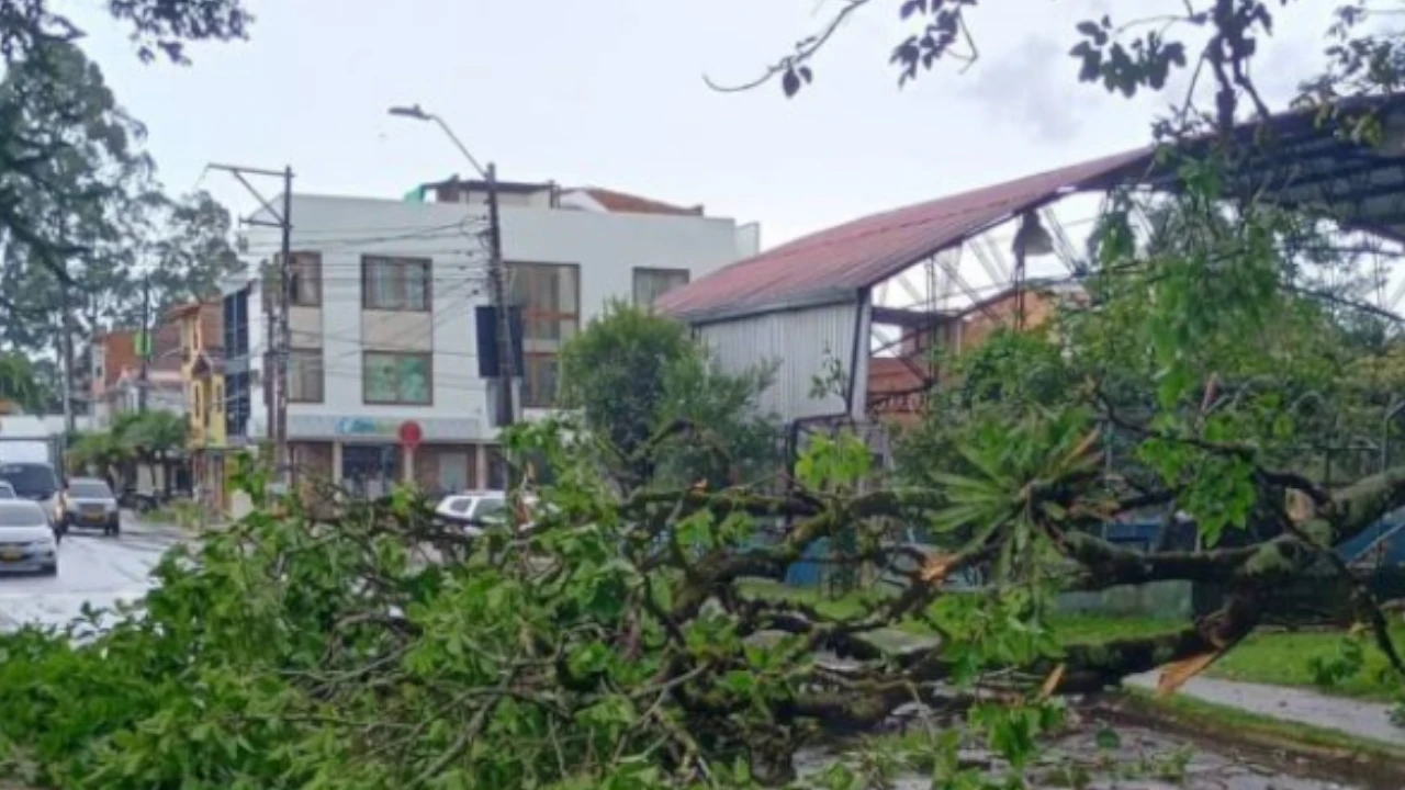 Arbol caido por las lluvias obstaculiza via en barrio El Porvenir de Rionegro