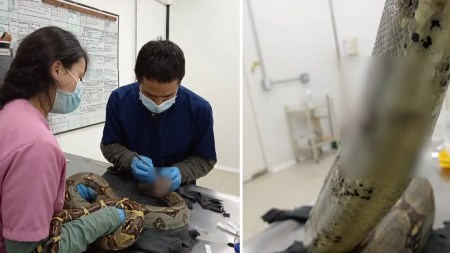 Boa-constrictor-muere-tras-brutal-ataque-en-San-Carlos