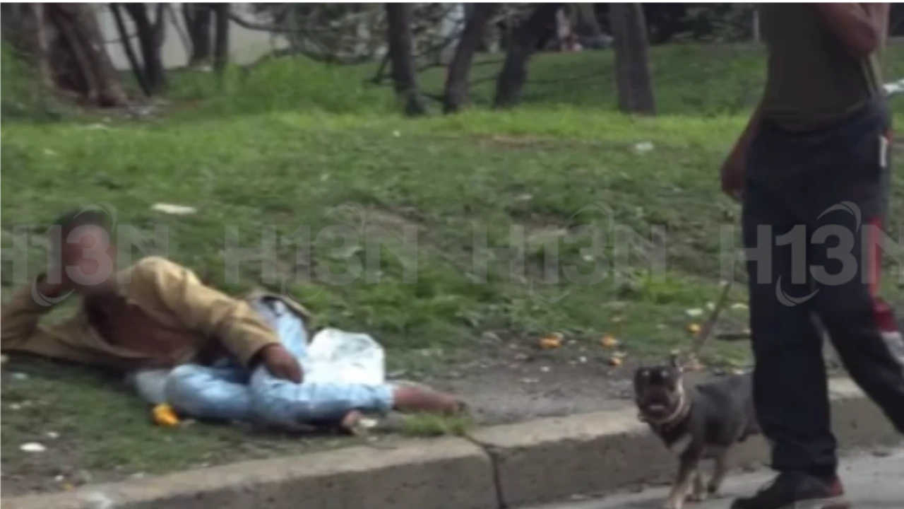 El bulldog francés. De escasos y costosos a ser el perro de "raza" más común para adoptar 1 El bulldog frances. De escasos y costosos a ser el perro de raza mas comun para adopta