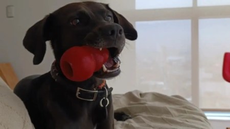 Una familia llora a ‘Fibo’, un perrito que fue envenenado cerca al parque principal Itagüí