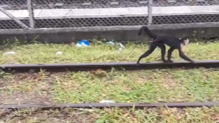 Mono-que-caminaba-desorientado-a-la-altura-de-la-Estacion-Caribe-fue-rescatado