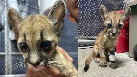 puma-cachorra-corantioquia