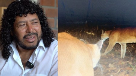 Rene Higuita pide que salven a dos pumas que finqueros quieren sacrificar