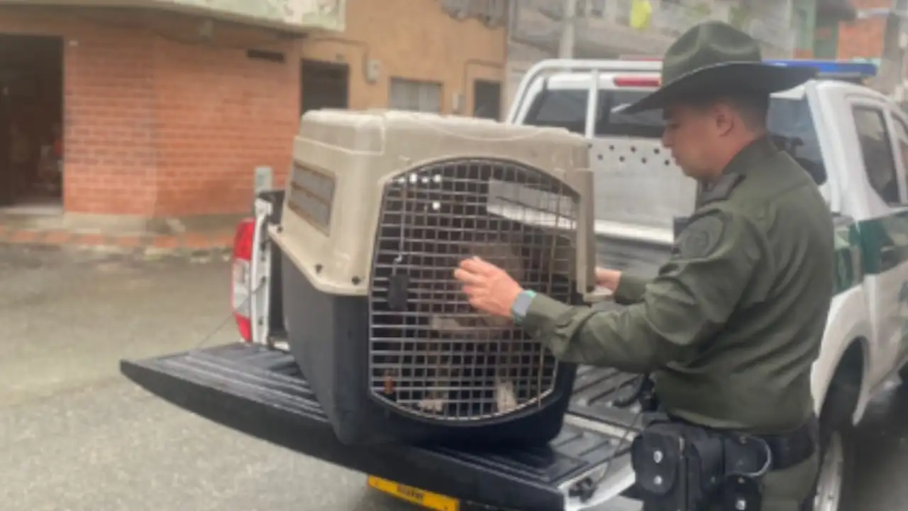 Rescatan-a-dos-perritos-en-Medellin.-Hombre-quedo-grabado-maltratando-a-uno-de-ellos
