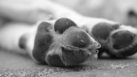 perros-gatos-envenenados