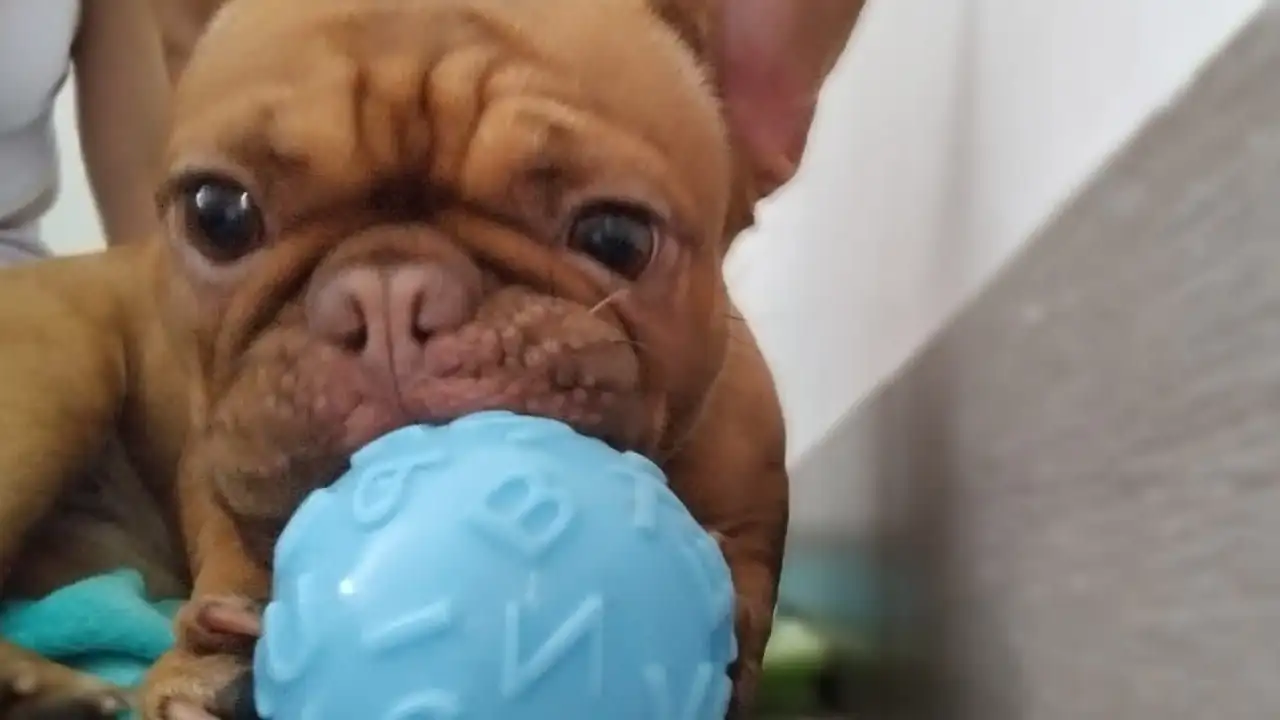 El bulldog francés. De escasos y costosos a ser el perro de «raza» más común para adoptar bulldog