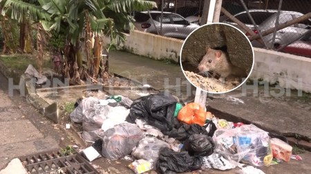 clinica leon 13-basuras-ratas