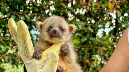 fascinante olinguito