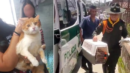 Policía rescata a gatico maltratado en La Estrella