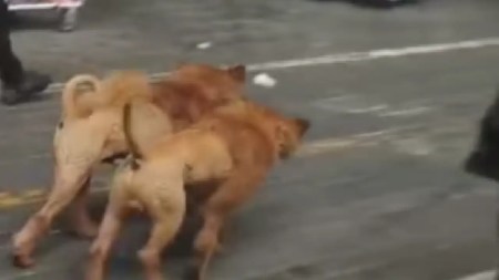 Video| ¿Leones o perros? Hombre caminó con sus mascotas por el Parque Berrío y causa controversia