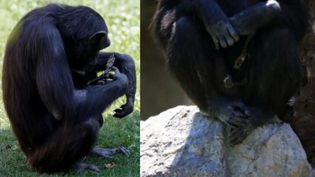 Esta es la historia de Natalia, una chimpancé que no quiere soltar a su bebé que falleció hace tres mes