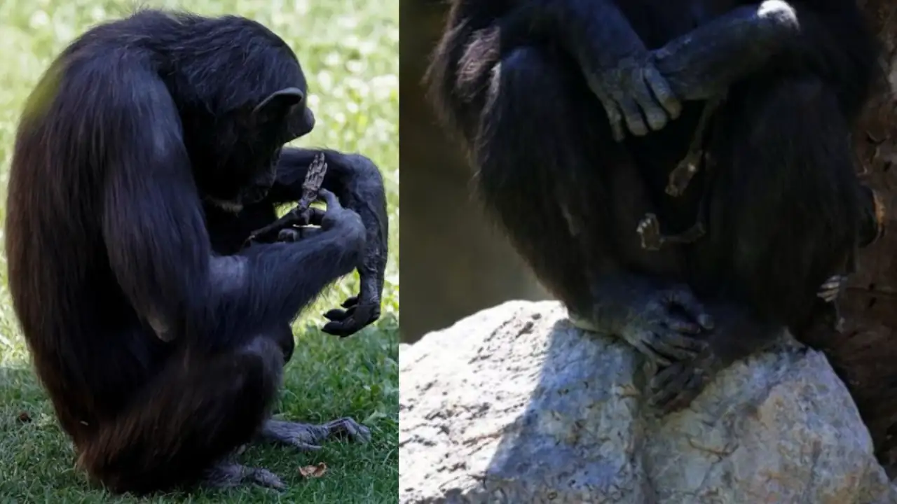 Esta es la historia de Natalia, una chimpancé que no quiere soltar a su bebé que falleció hace tres mes