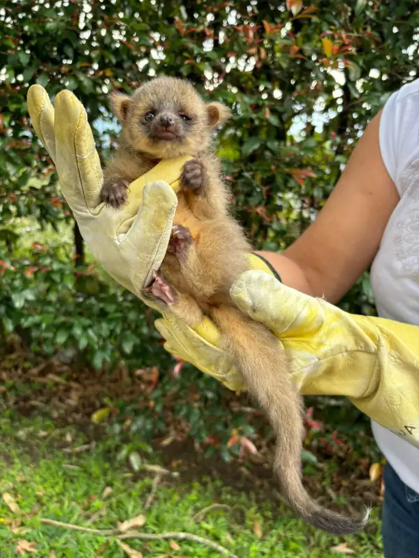 olinguito-Bassaricyon-neblina-envigado