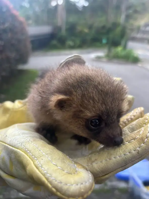 olinguito-Bassaricyon-neblina-envigado