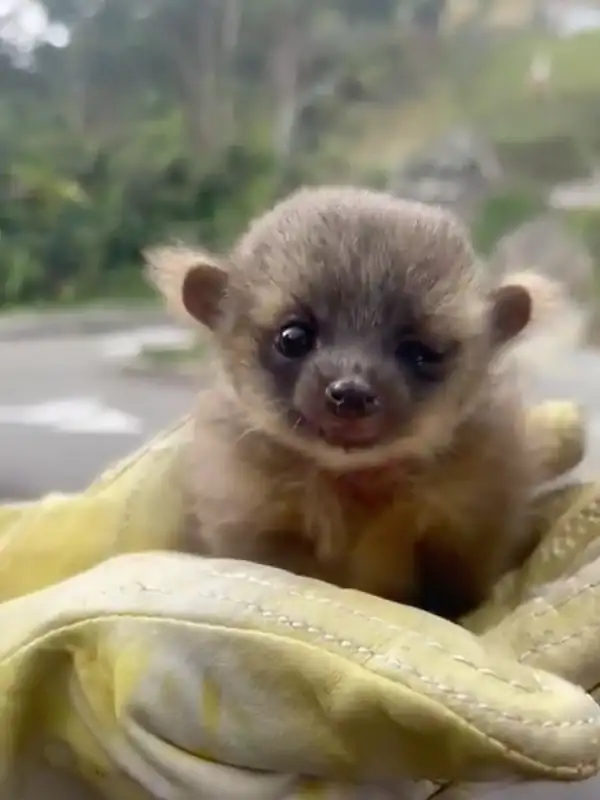 olinguito-Bassaricyon-neblina-envigado