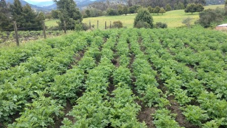 beneficios-productores-papa