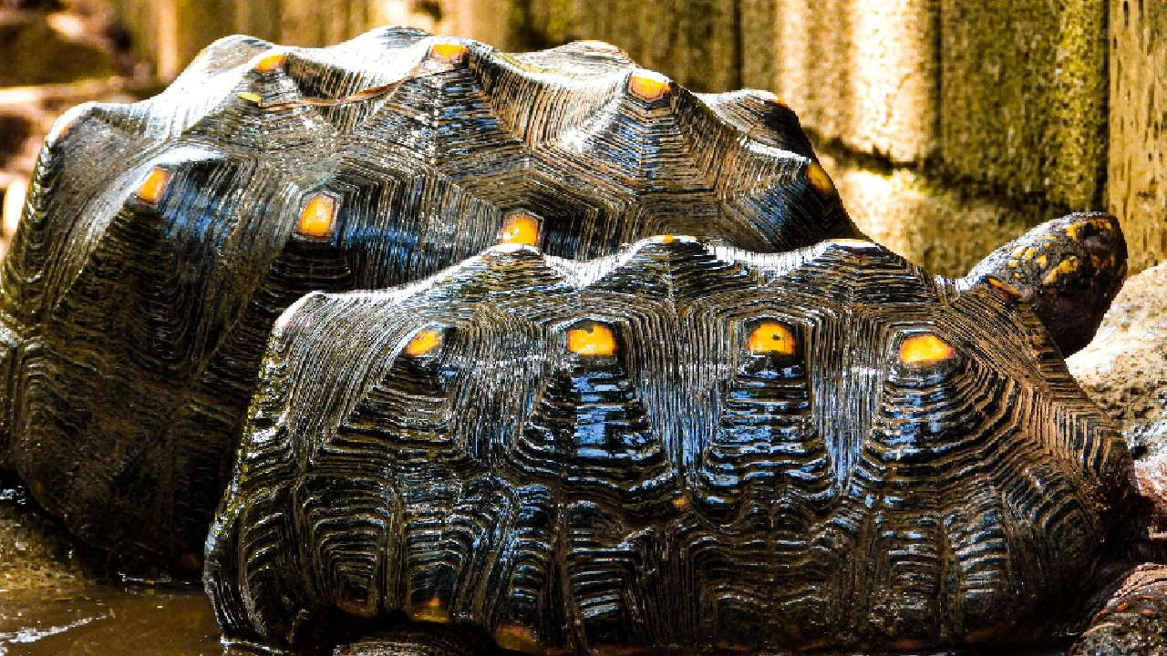 tortugas