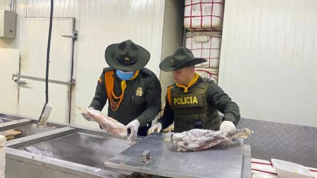 Incautan más de 250 kilos de pescado podrido en el centro de Medellín