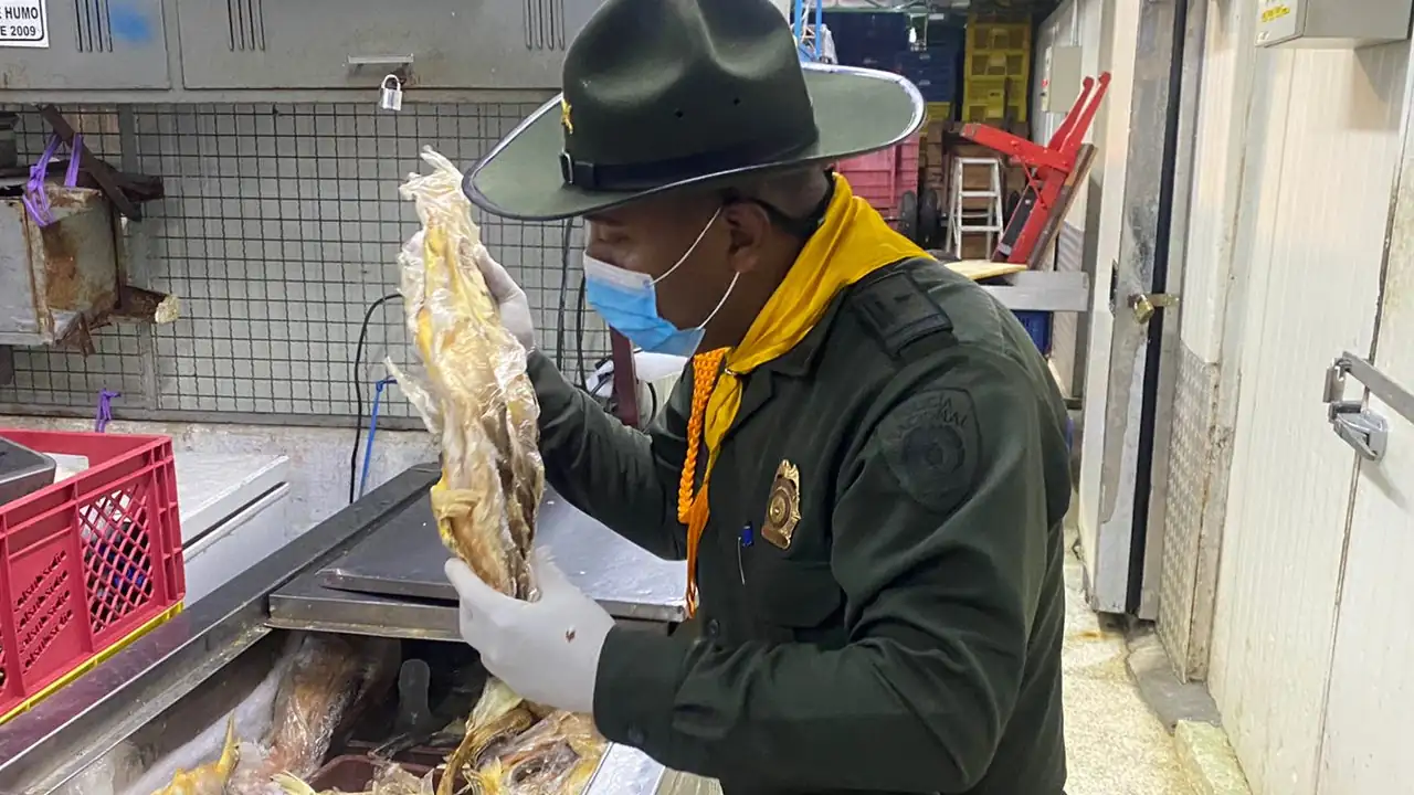 Incautan más de 250 kilos de pescado podrido en el centro de Medellín