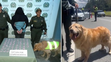 ‘Cobu’, es el perrito policía que impidió que un cargamento de cocaína y tusi ingresara a Guatapé ‘Cobu’, es el perrito policía que impidió que un cargamento de cocaína y tusi ingresara a Guatapé
