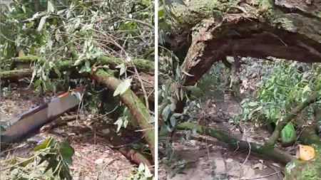 Denuncia Ciudadana: Árbol caído en la canalización de San Javier obstruye el paso