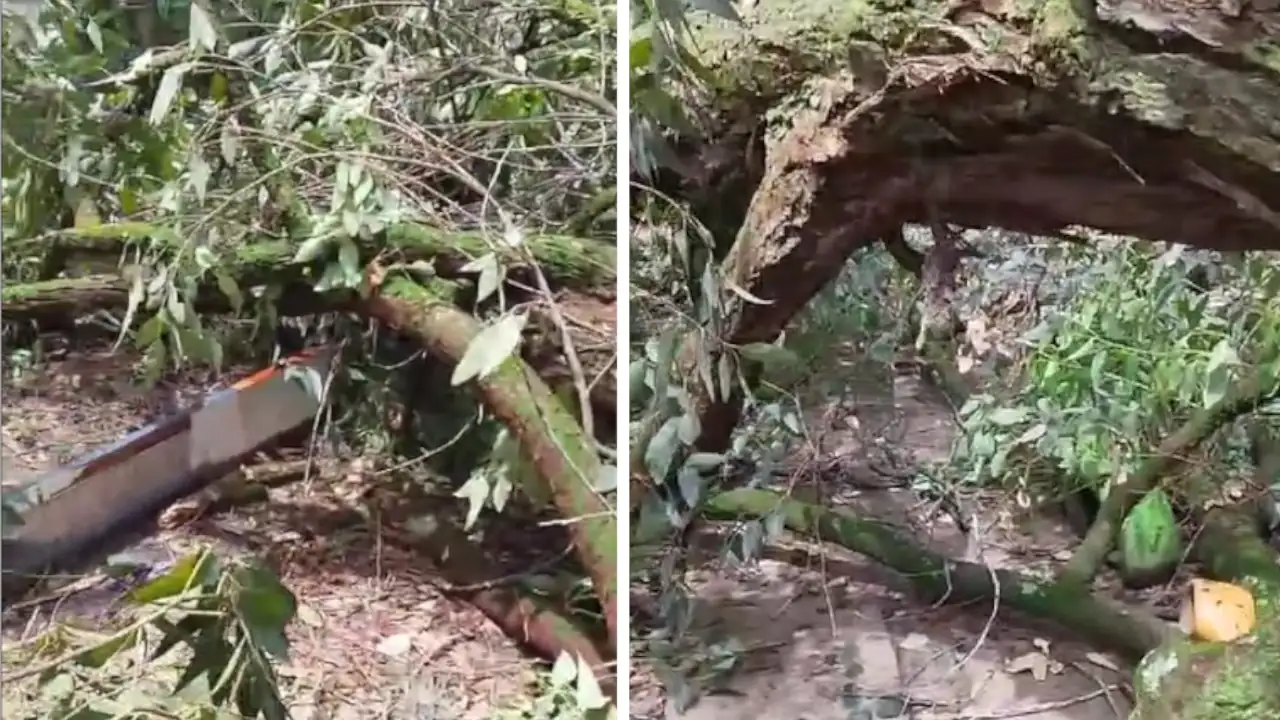 Denuncia Ciudadana: Árbol caído en la canalización de San Javier obstruye el paso