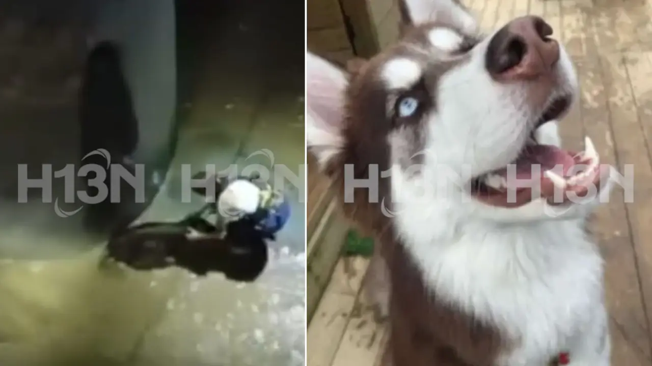 Danna-la-perrita-que-fue-arrastrada-por-la-corriente-desde-Santa-Lucia-hasta-Suramericana-