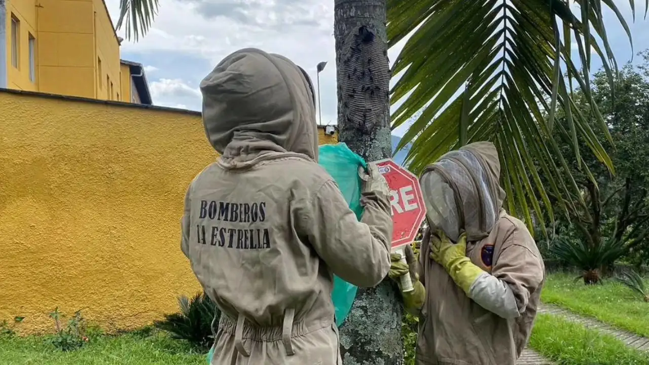 En La Estrella, Bomberos reubican un nido de avispas
