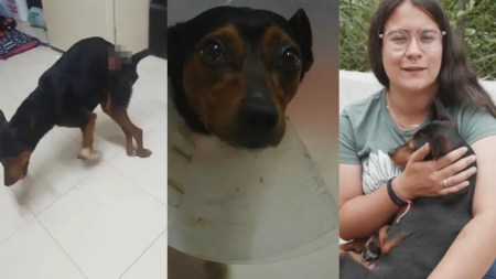 Él es ‘Tinto’, un perrito rescatado en La Estrella, Antioquia, que encontró un final feliz