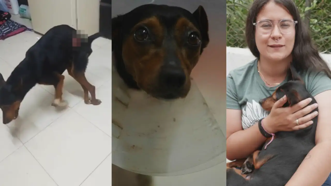 Él es ‘Tinto’, un perrito rescatado en La Estrella, Antioquia, que encontró un final feliz