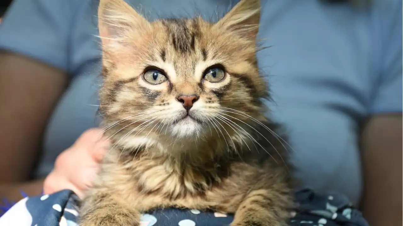 Itagüí se convierte en referente de protección animal y crea una Subsecretaría