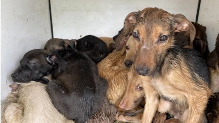 ¡Demasiada crueldad! En Medellín, capturan a una mujer que tenía a 34 perritos cautivos, sin comida y enfermos