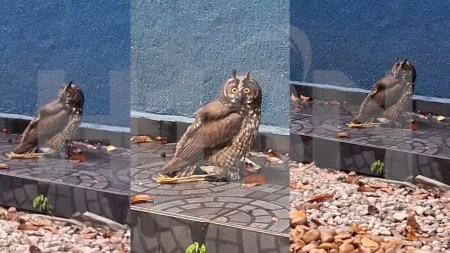 Video| ¡Afortunado! Ciudadano grabó a un hermoso búho a plena luz del día cazando en Laureles buho wipe 1