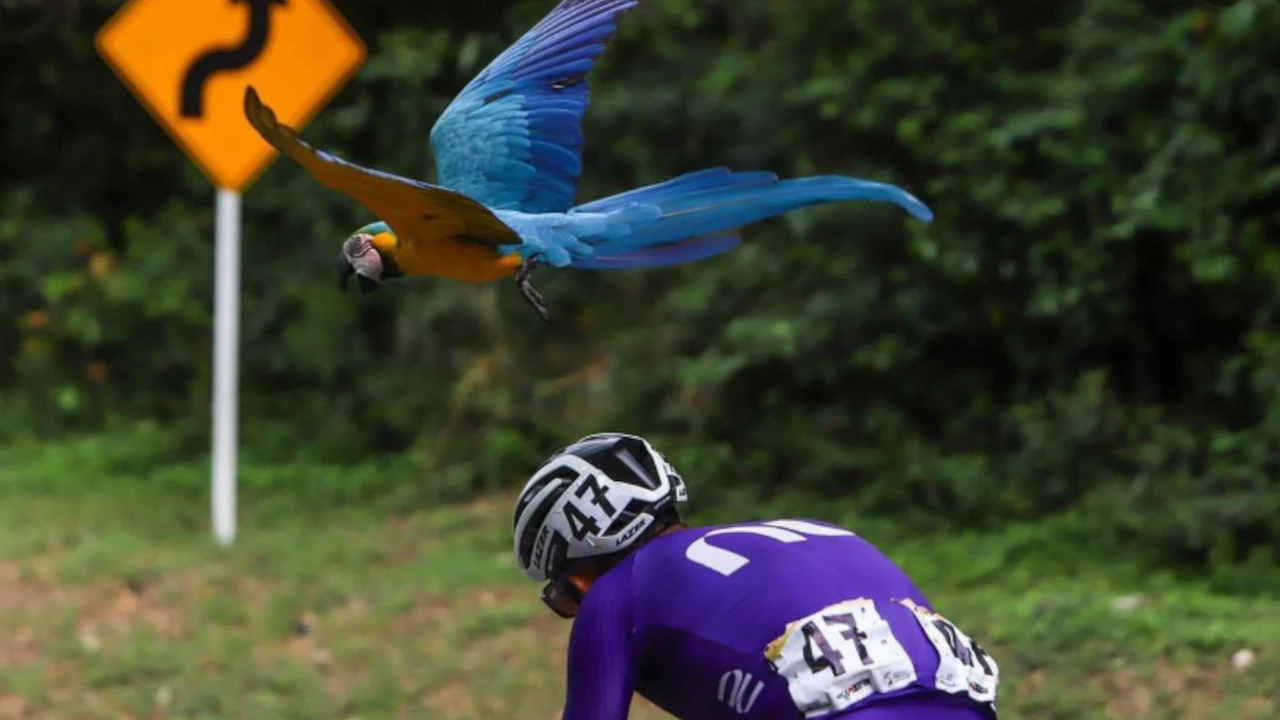 guacamaya robo la atencion en la vuelta a colombia