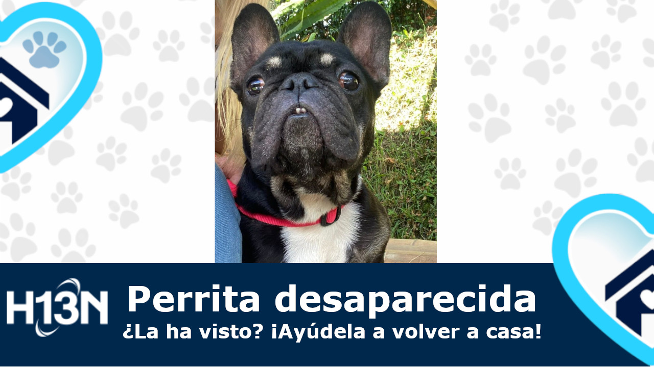 Fendi está perdida desde el 11 de junio en El Carmen de Viboral, ¿la ha visto? mascotas-desaparecidas