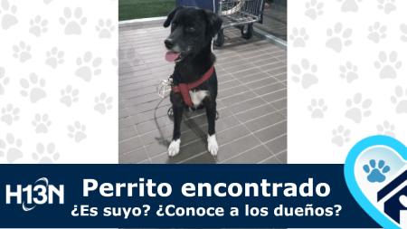 Este perrito fue encontrado en La Estrella, ¿conoce a sus dueños? mascotas-perdidas