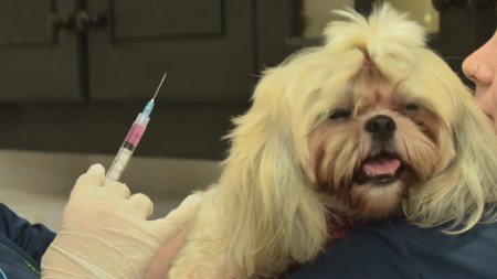 Itagüí ya cuenta con un punto fijo de vacunación gratuita para mascotas