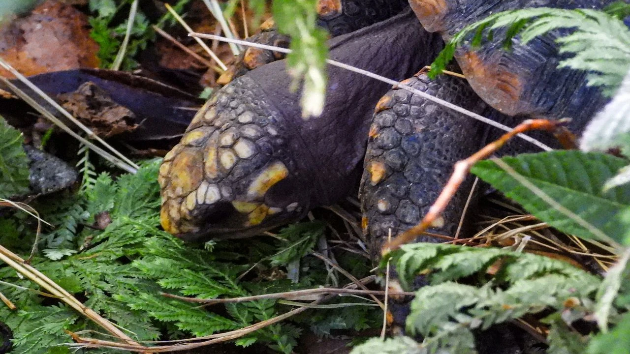 ¡Qué bien! Liberaron a 757 animales silvestres luego de su rehabilitación en el Valle de Aburrá