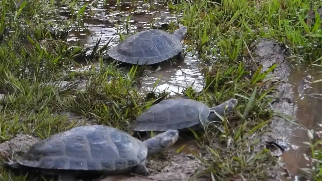 tortugas brasileras-rescatadas-habitat-natural 3